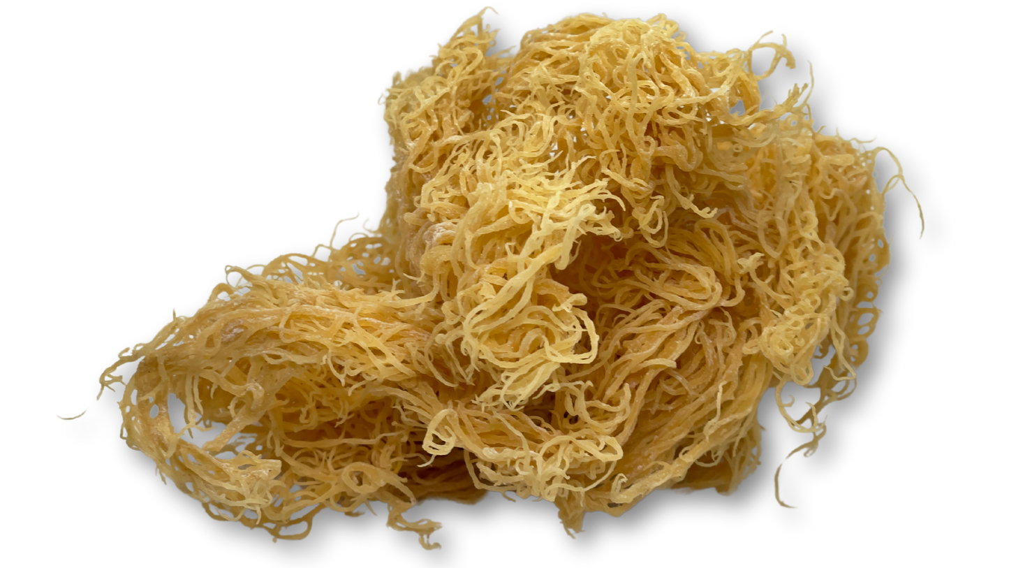 Gold Seamoss - Wholesale - 10lbs - Seamoss