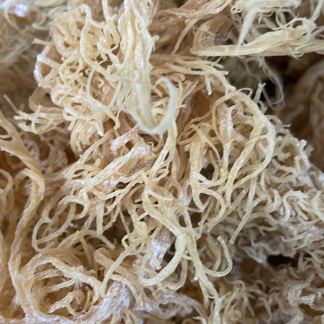 Gold Seamoss - Wholesale